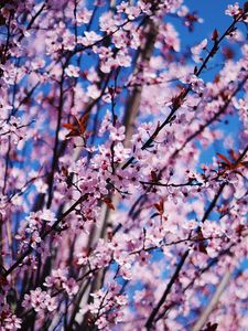 Preview wallpaper flower, spring, bloom, petals, branches