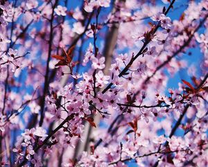 Preview wallpaper flower, spring, bloom, petals, branches