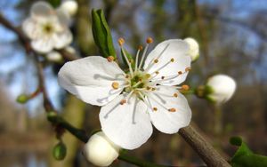 Preview wallpaper flower, spring, bloom, fruit