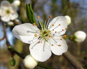 Preview wallpaper flower, spring, bloom, fruit