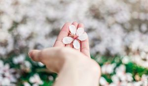 Preview wallpaper flower, spring, blossom, hand