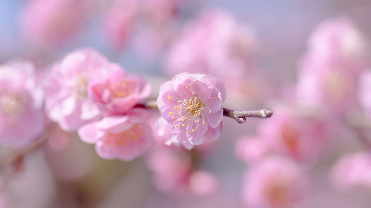 Wallpaper flower, spring, plant, petals, pink