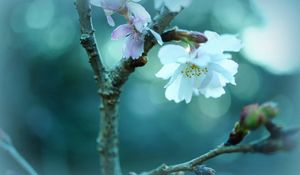 Preview wallpaper flower, sprout, glare, branch, plants