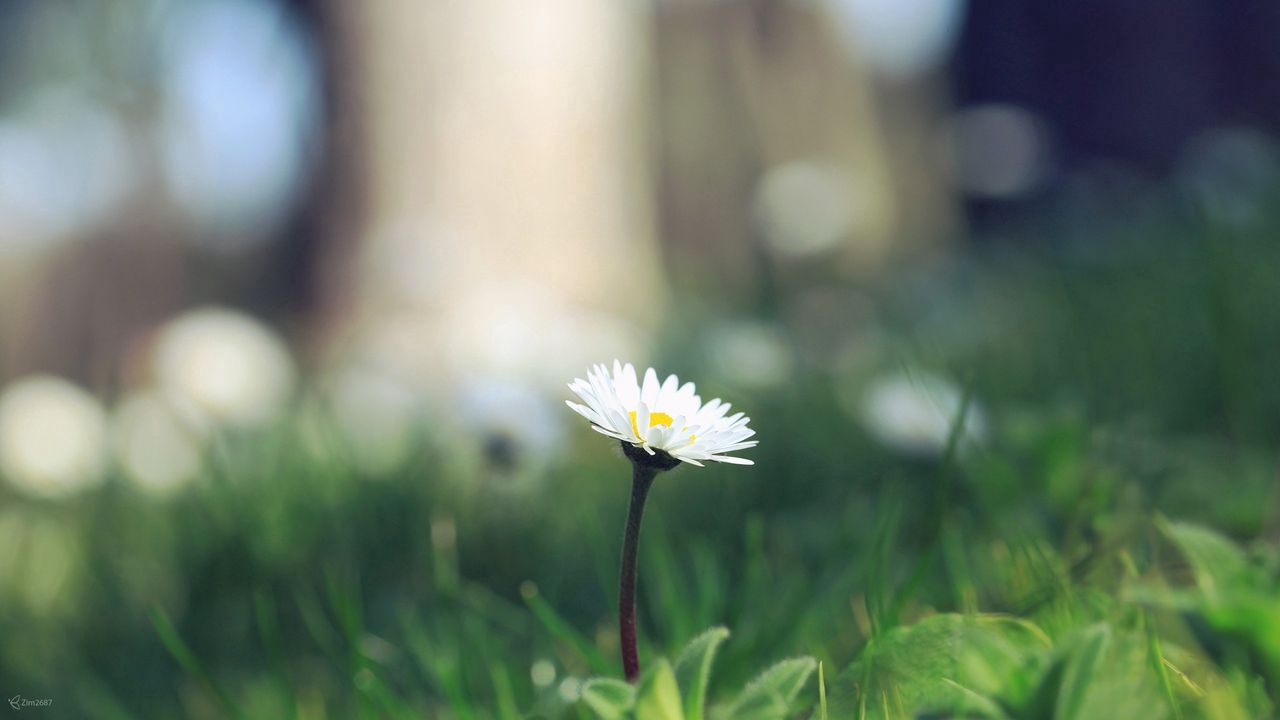 Wallpaper flower, sprout, grass