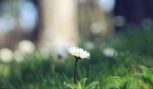 Preview wallpaper flower, sprout, grass