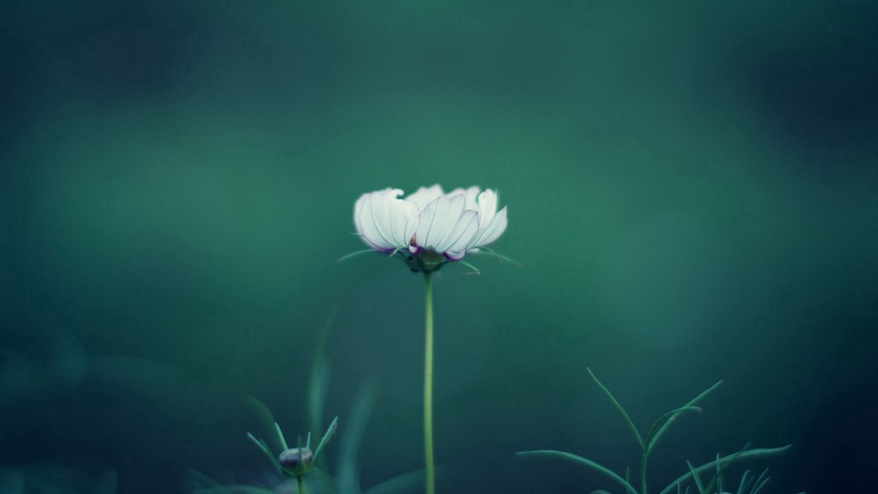 Wallpaper flower, stalk, grass, background