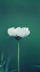 Preview wallpaper flower, stalk, grass, background
