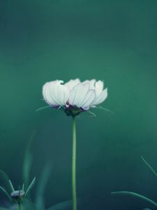 Preview wallpaper flower, stalk, grass, background
