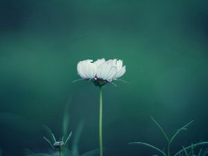 Preview wallpaper flower, stalk, grass, background