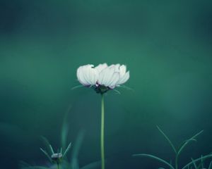 Preview wallpaper flower, stalk, grass, background