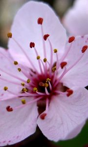 Preview wallpaper flower, stamen, close-up, pink