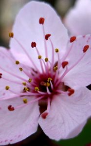 Preview wallpaper flower, stamen, close-up, pink