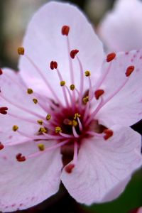 Preview wallpaper flower, stamen, close-up, pink