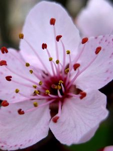 Preview wallpaper flower, stamen, close-up, pink