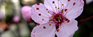 Preview wallpaper flower, stamen, close-up, pink