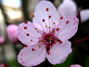 Preview wallpaper flower, stamen, close-up, pink