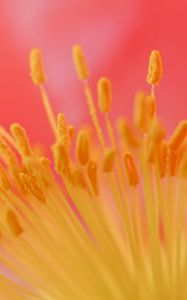 Preview wallpaper flower, stamen, macro