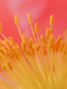 Preview wallpaper flower, stamen, macro