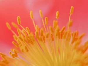 Preview wallpaper flower, stamen, macro