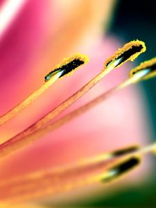 Preview wallpaper flower, stamen, pollen, petals