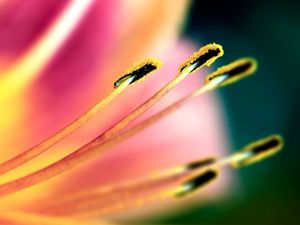 Preview wallpaper flower, stamen, pollen, petals