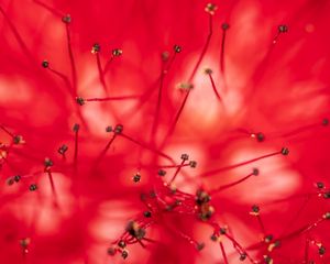 Preview wallpaper flower, stamens, anthers, macro, closeup, red