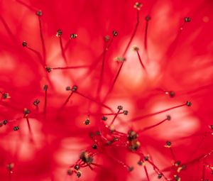Preview wallpaper flower, stamens, anthers, macro, closeup, red