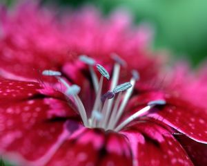 Preview wallpaper flower, stamens, bright, petal