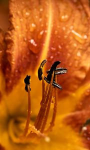 Preview wallpaper flower, stamens, dew, wet, macro, closeup