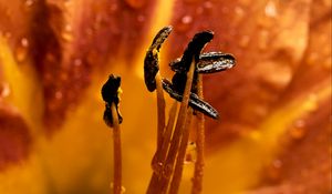 Preview wallpaper flower, stamens, dew, wet, macro, closeup