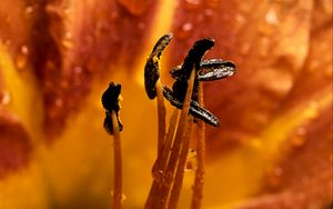 Preview wallpaper flower, stamens, dew, wet, macro, closeup