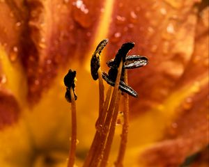 Preview wallpaper flower, stamens, dew, wet, macro, closeup