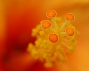 Preview wallpaper flower, stamens, macro, closeup, orange