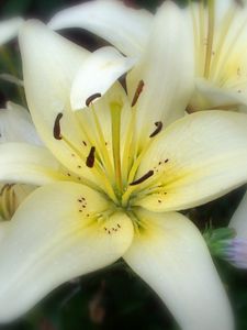 Preview wallpaper flower, stamens, petals, close-up