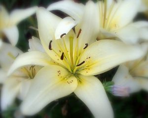 Preview wallpaper flower, stamens, petals, close-up