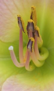 Preview wallpaper flower, stamens, petals