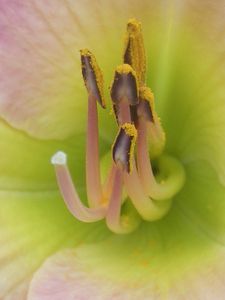 Preview wallpaper flower, stamens, petals