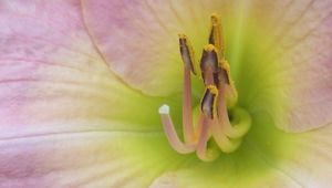 Preview wallpaper flower, stamens, petals