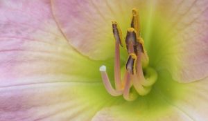 Preview wallpaper flower, stamens, petals