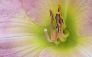 Preview wallpaper flower, stamens, petals