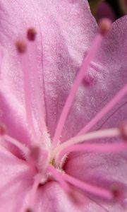 Preview wallpaper flower, stamens, petals