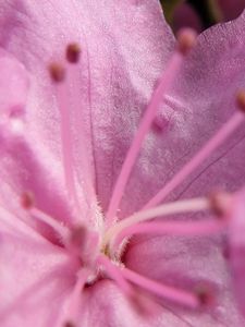 Preview wallpaper flower, stamens, petals