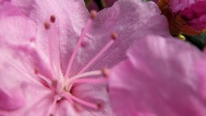 Preview wallpaper flower, stamens, petals