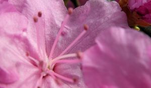 Preview wallpaper flower, stamens, petals