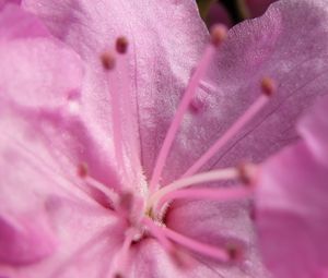 Preview wallpaper flower, stamens, petals