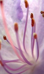 Preview wallpaper flower, stamens, petals, tenderness