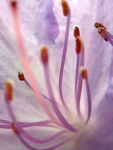 Preview wallpaper flower, stamens, petals, tenderness