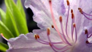 Preview wallpaper flower, stamens, petals, tenderness