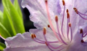 Preview wallpaper flower, stamens, petals, tenderness