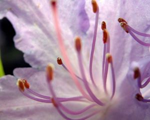 Preview wallpaper flower, stamens, petals, tenderness